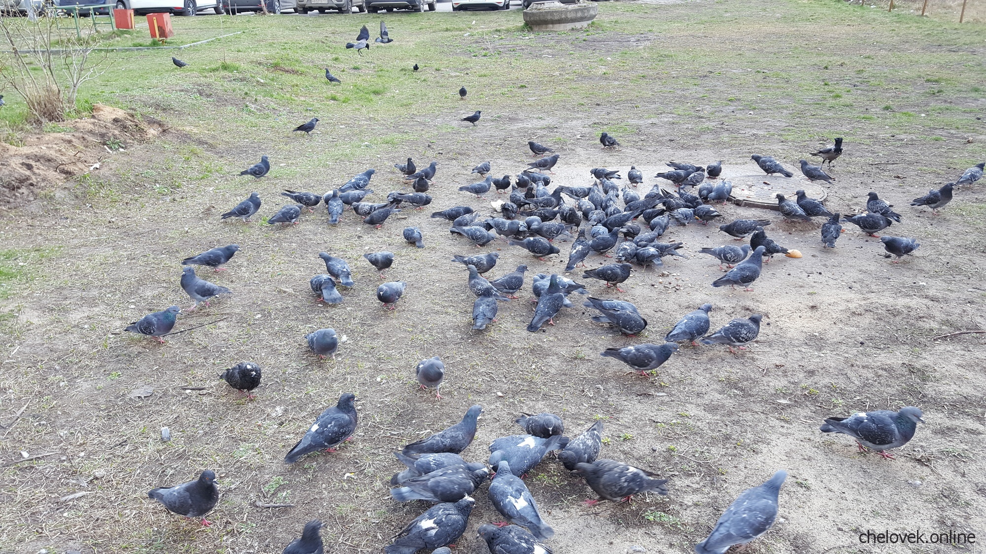 Голуби кормятся в одном из дворов Нижнего Новгорода