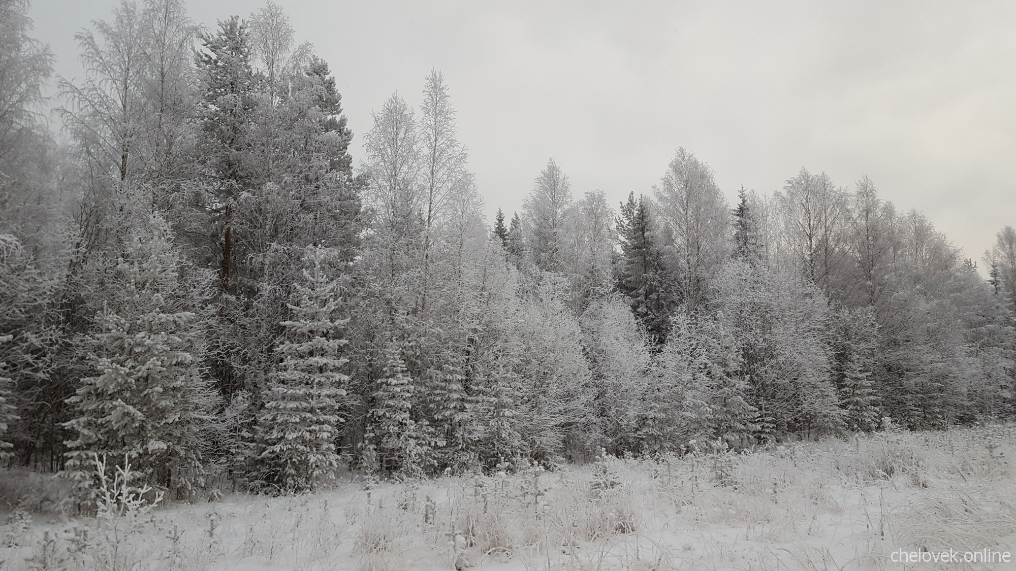 Зимний лес. Северный край. Декабрь