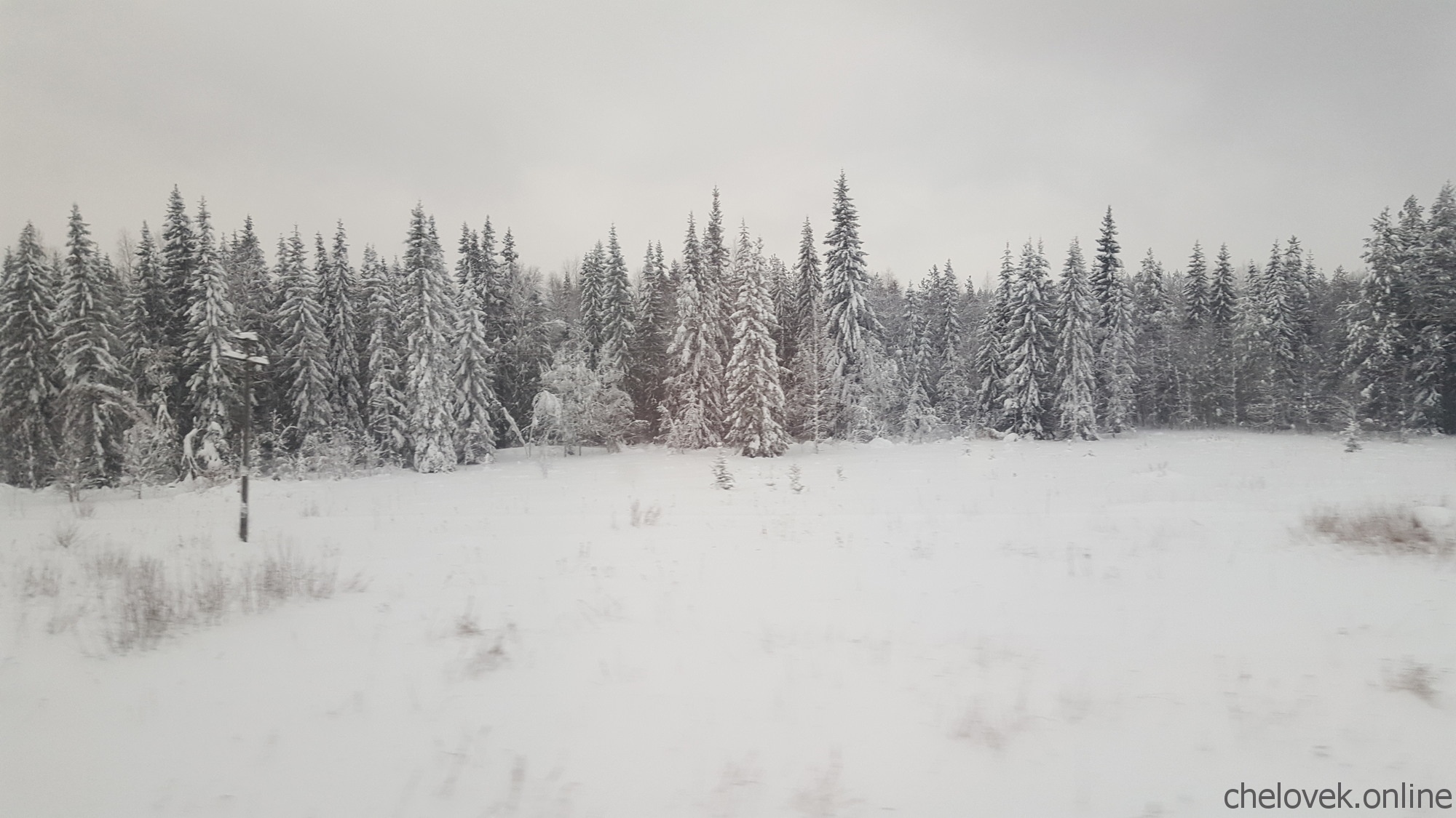 Северный зимний лес. Северный край. Февраль